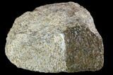 Polished Dinosaur Bone (Gembone) Section - Colorado #86812-3